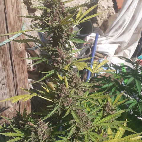 Purple growlog timeline photo
