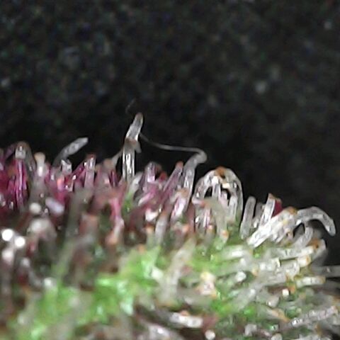 Purple growlog timeline photo