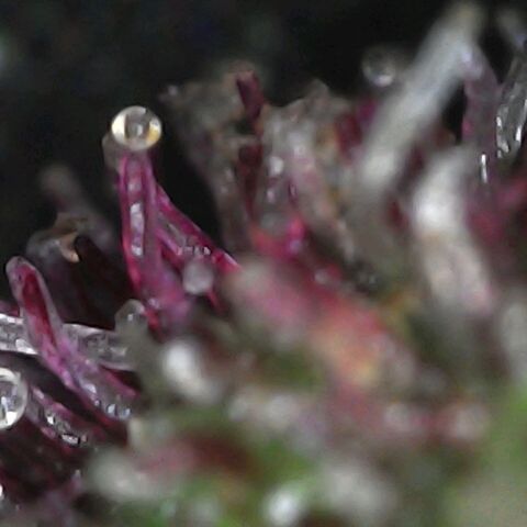 Purple growlog timeline photo
