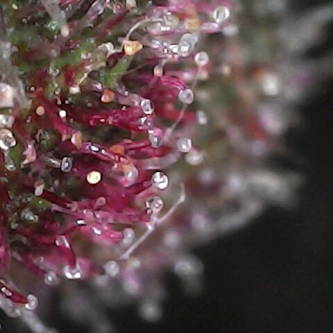 Purple growlog timeline photo