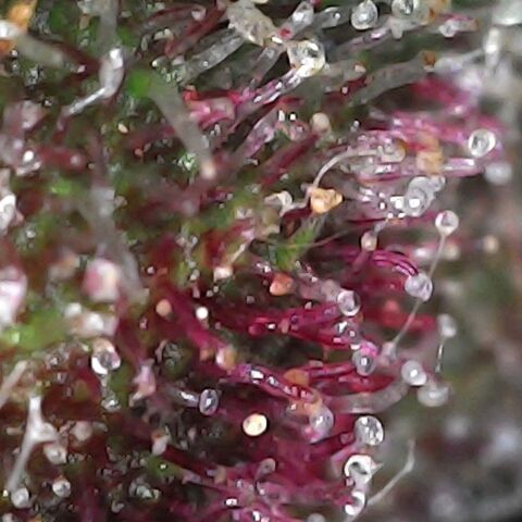 Purple growlog timeline photo