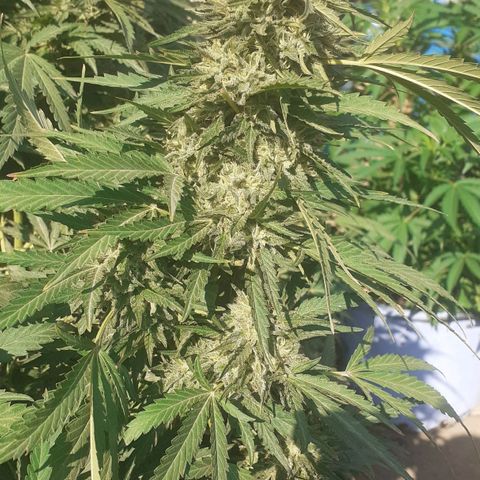 CHMOG growlog timeline photo