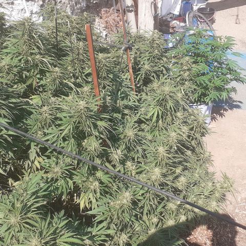 CHMOG growlog timeline photo
