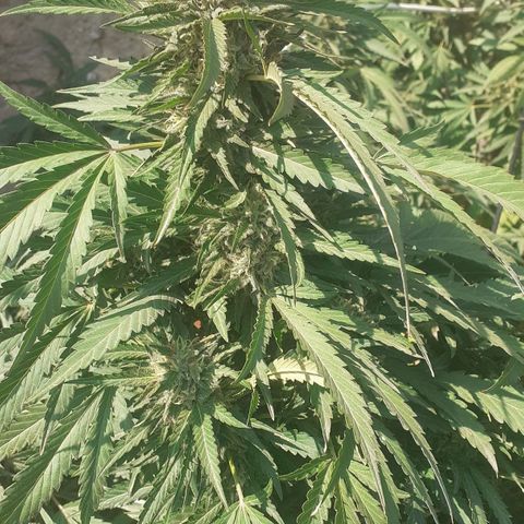 CHMOG growlog timeline photo