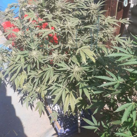 Coco menta  growlog timeline photo