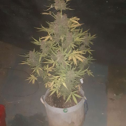 Purple growlog timeline photo