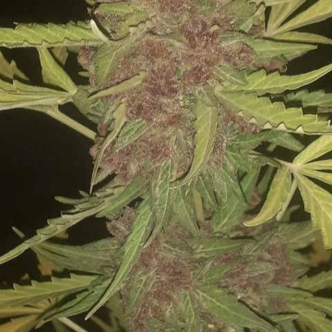 Purple growlog timeline photo