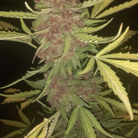 Purple growlog timeline photo