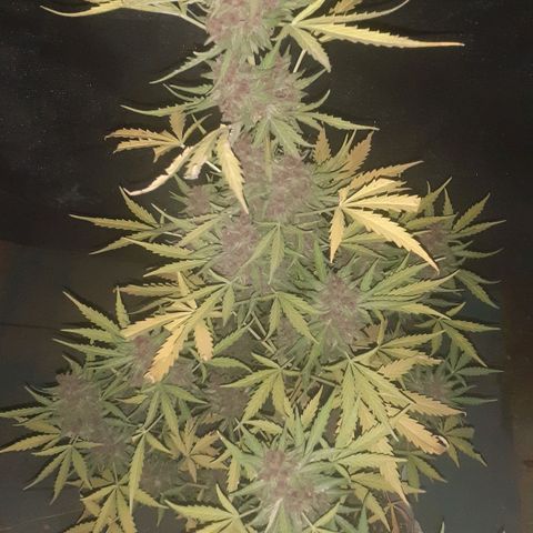 Purple growlog timeline photo