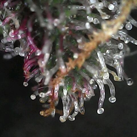 Purple growlog timeline photo