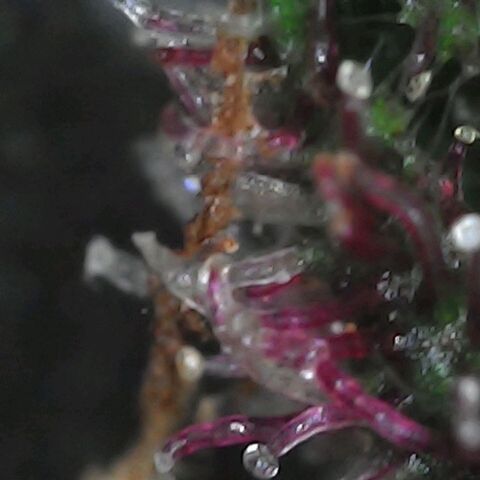 Purple growlog timeline photo