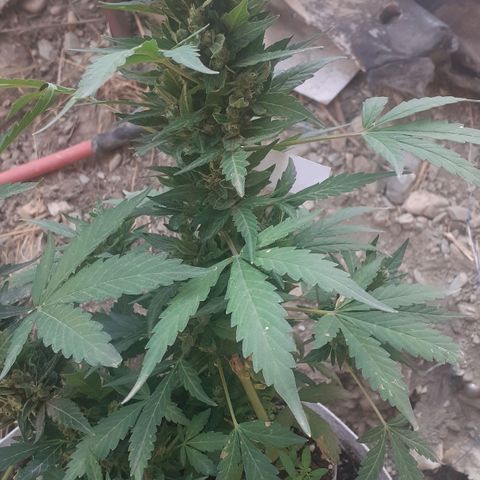 CHMOG growlog timeline photo