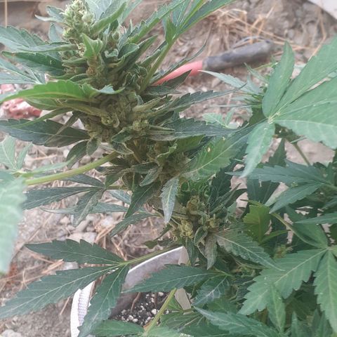 CHMOG growlog timeline photo