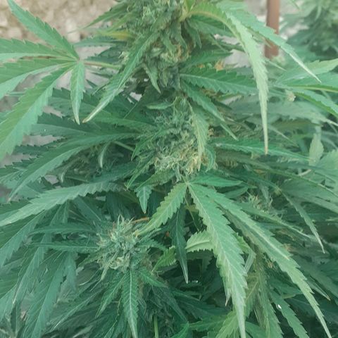 CHMOG growlog timeline photo
