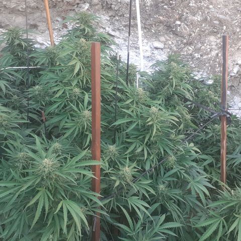CHMOG growlog timeline photo