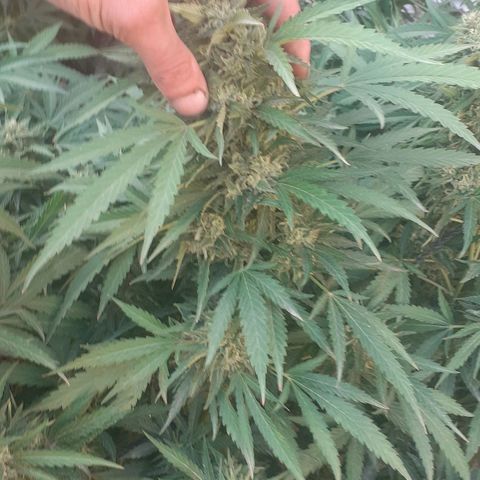 CHMOG growlog timeline photo