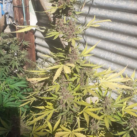 Purple growlog timeline photo