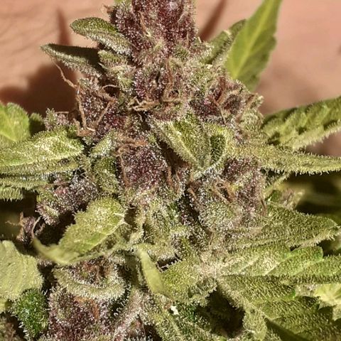 Purple growlog timeline photo