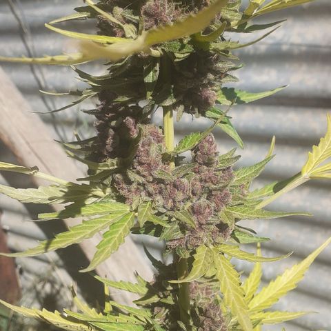 Purple growlog timeline photo