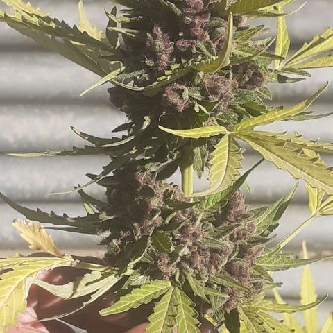 Purple growlog timeline photo