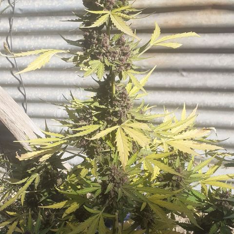 Purple growlog timeline photo