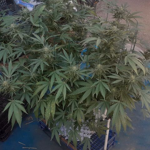Coco menta  growlog timeline photo