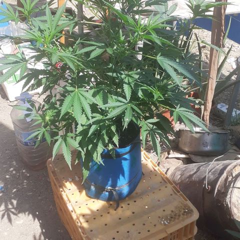 Experiment growlog timeline photo