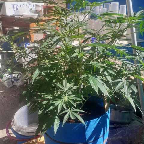Experiment growlog timeline photo