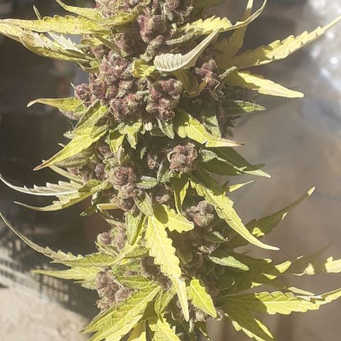 Purple growlog timeline photo