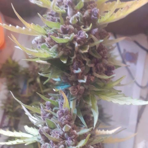 Purple growlog timeline photo