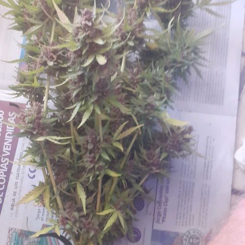 Purple growlog timeline photo