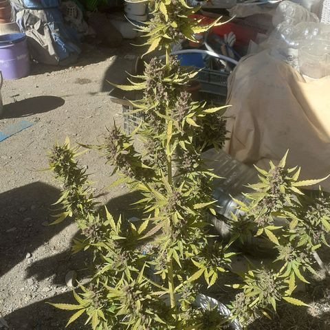 Purple growlog timeline photo