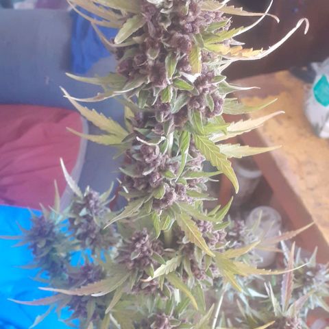 Purple growlog timeline photo