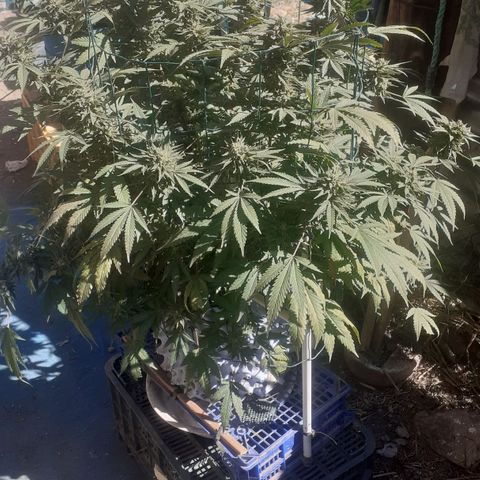 Coco menta  growlog timeline photo