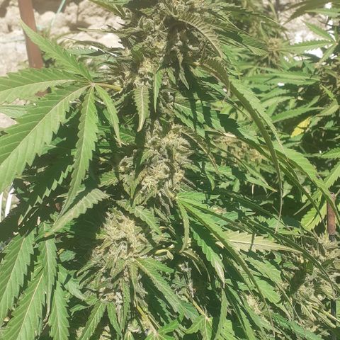 CHMOG growlog timeline photo