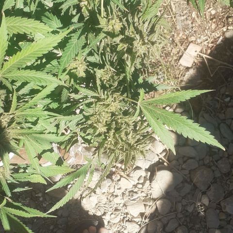 CHMOG growlog timeline photo