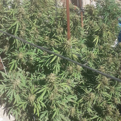 CHMOG growlog timeline photo