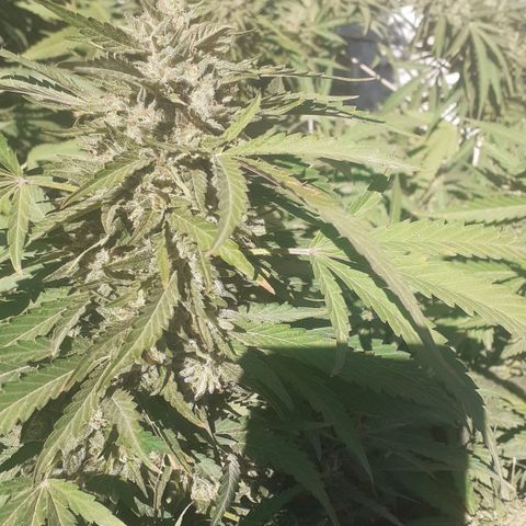 CHMOG growlog timeline photo