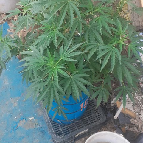 Experiment growlog timeline photo