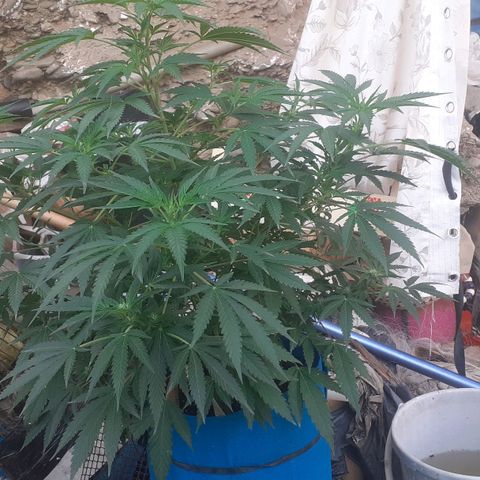 Experiment growlog timeline photo