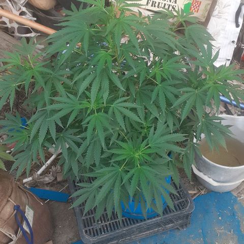 Experiment growlog timeline photo