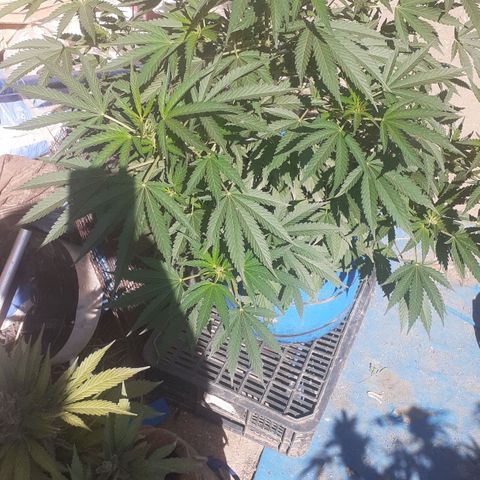 Experiment growlog timeline photo