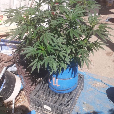 Experiment growlog timeline photo