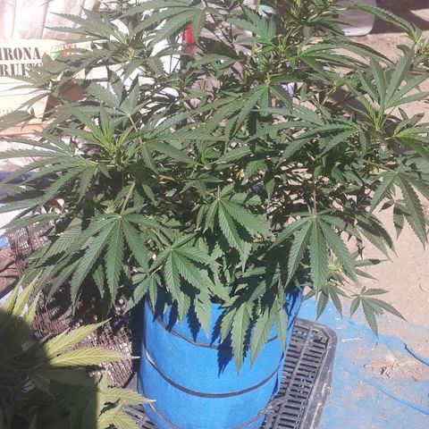 Experiment growlog timeline photo