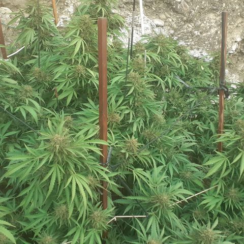 CHMOG growlog timeline photo