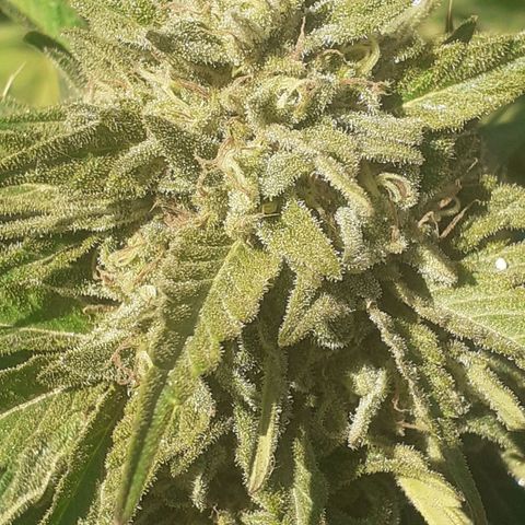 CHMOG growlog timeline photo