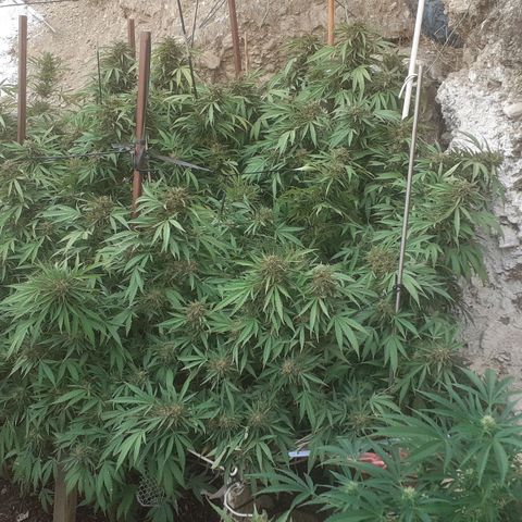 CHMOG growlog timeline photo