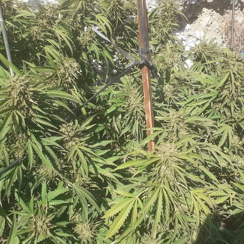 CHMOG growlog timeline photo