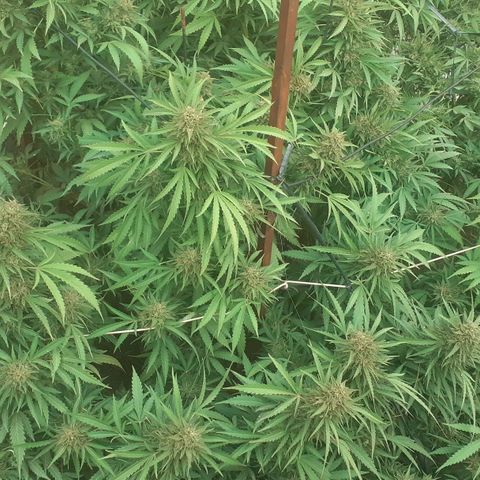 CHMOG growlog timeline photo