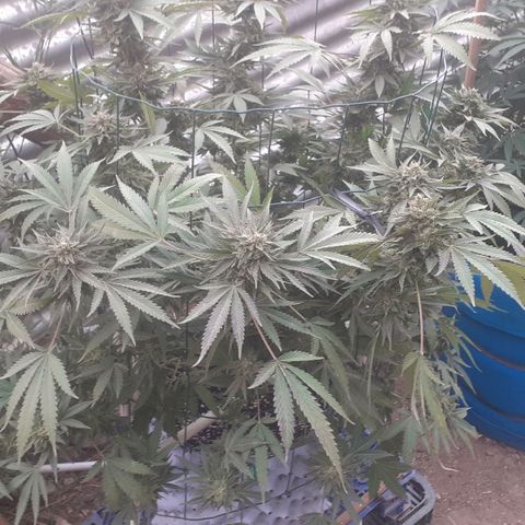 Coco menta  growlog timeline photo